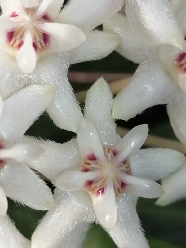 Hoya elliptica, foto 3