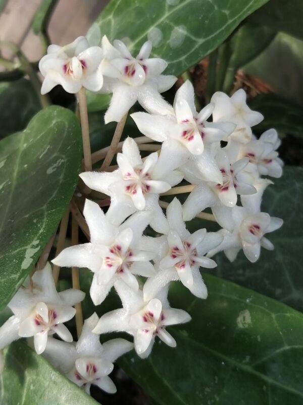Hoya elliptica - immagine 4