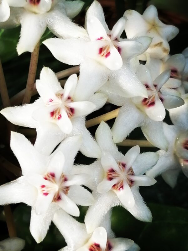 Hoya elliptica - immagine 5