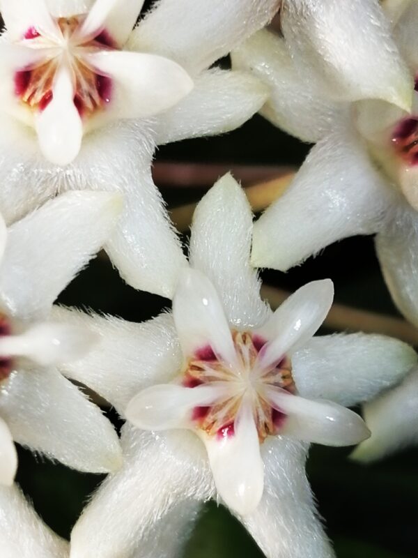 Hoya elliptica - immagine 6