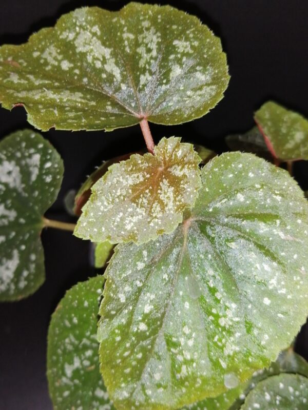 Begonia U168 - immagine 2
