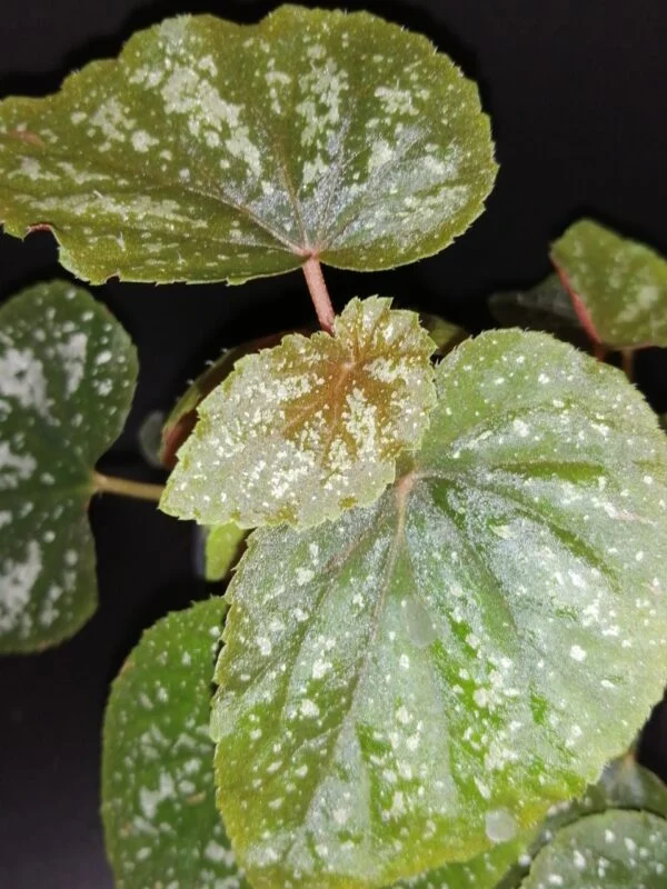 Begonia U168, foto 2