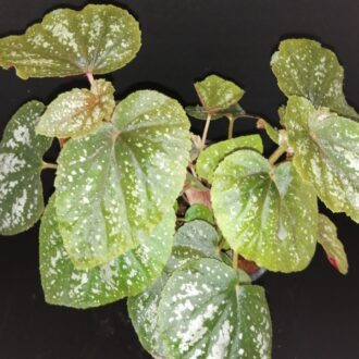 Begonia U168