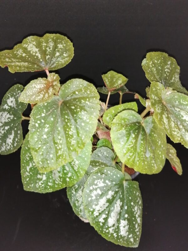 Begonia U168