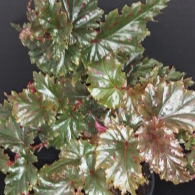 Begonia serratipetala