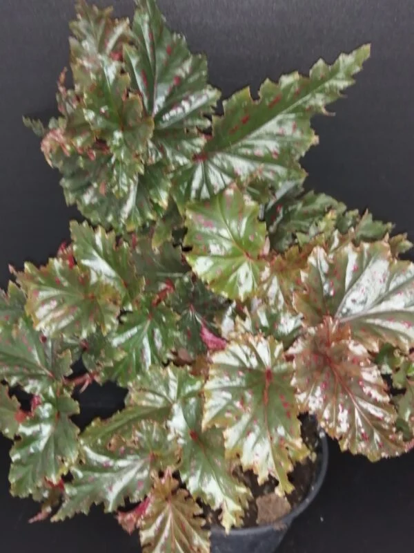 Begonia serratipetala, pianta da interno