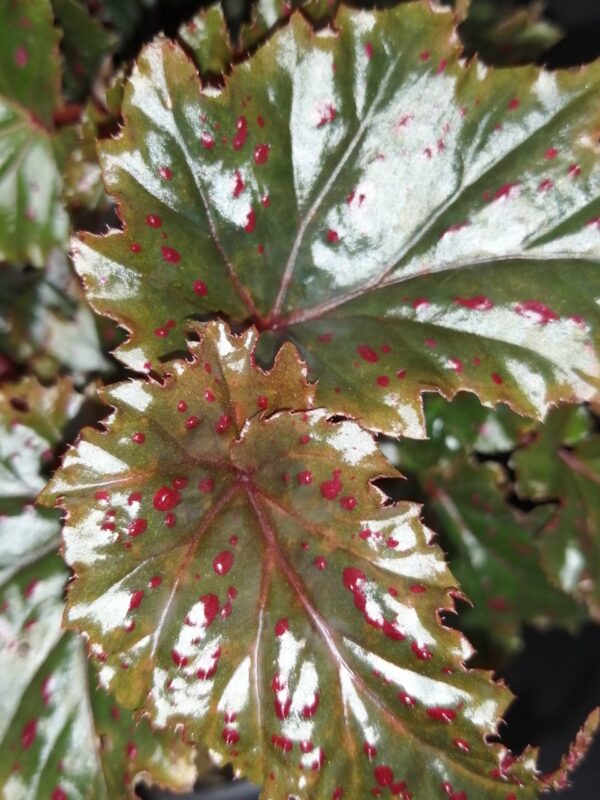 Begonia serratipetala - immagine 4