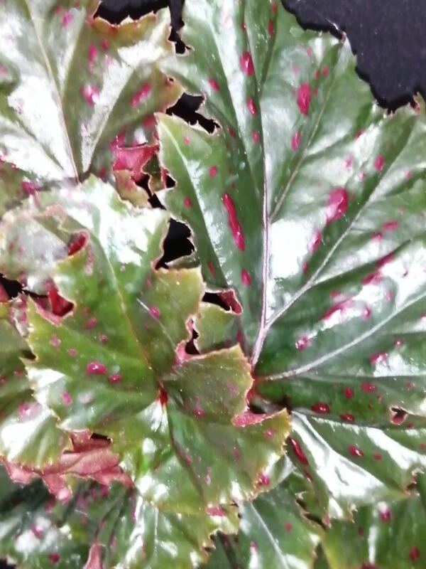 Begonia serratipetala, foto 5