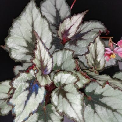 Begonia Helen Teupel
