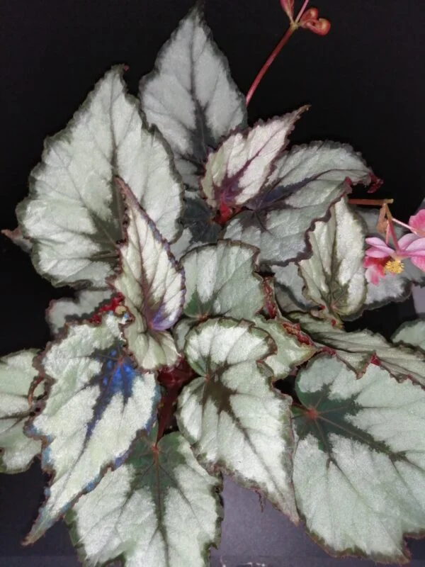 Begonia Helen Teupel, pianta da interno