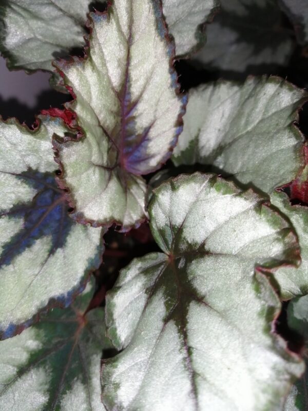 Begonia Helen Teupel - immagine 2