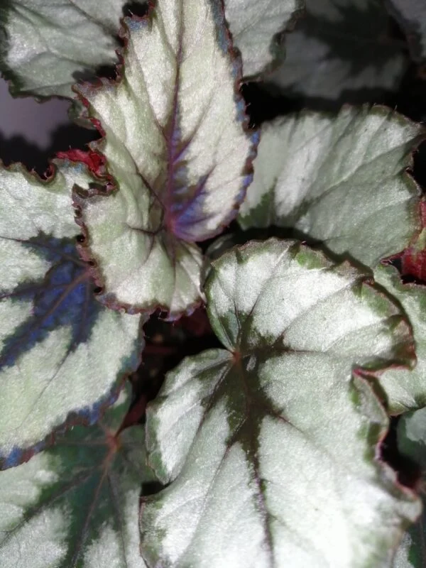 Begonia Helen Teupel, foto 2