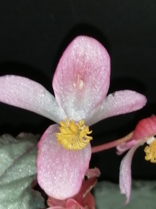 Begonia Helen Teupel - immagine 3