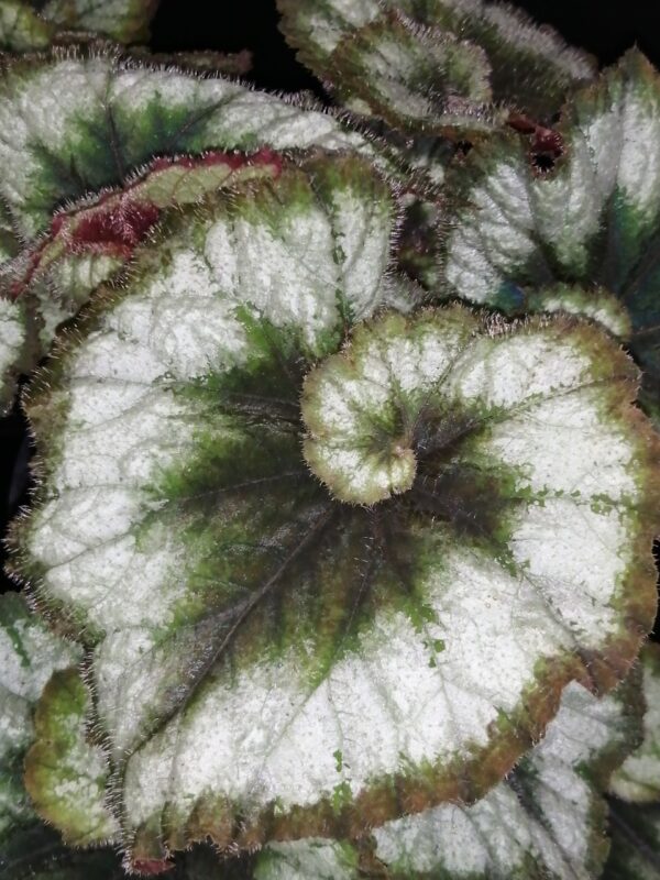 Begonia Princess of Hanover - immagine 6
