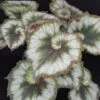Begonia Princess of Hanover, pianta da interno