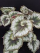 Begonia Princess of Hanover