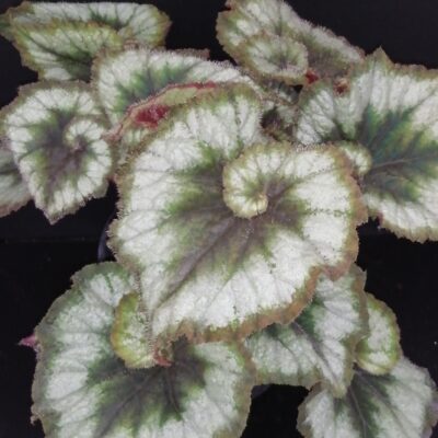 Begonia Princess of Hanover