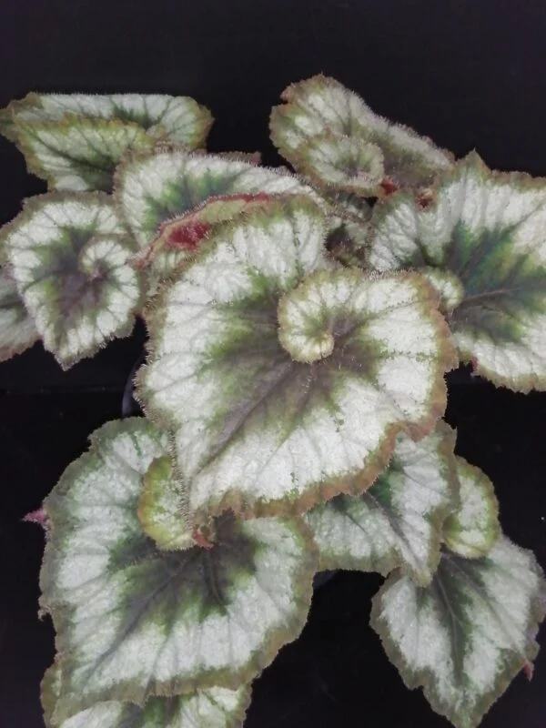 Begonia Princess of Hanover, pianta da interno