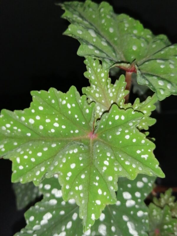 Begonia Izumonokiraboshi - immagine 7