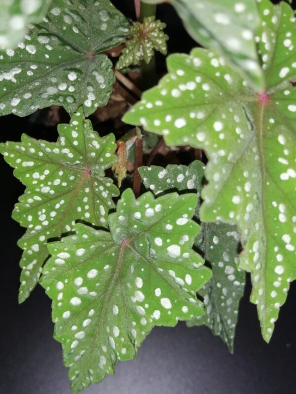 Begonia Izumonokiraboshi - immagine 6