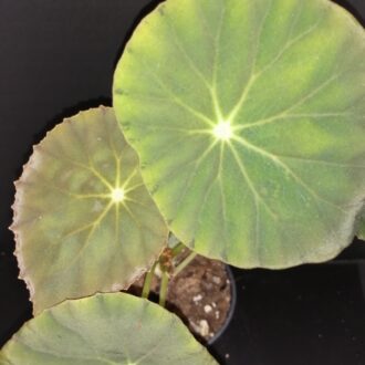 Begonia Tamo