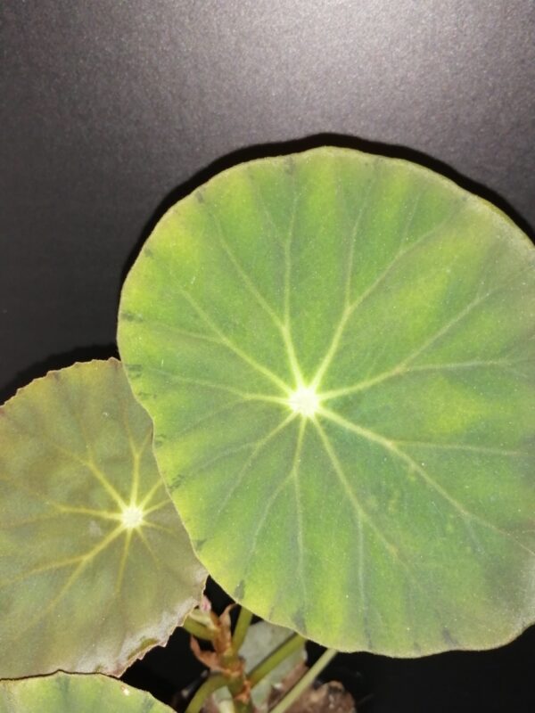 Begonia Tamo - immagine 4