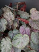 Begonia Passing Storm