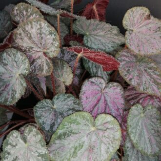 Begonia Passing Storm
