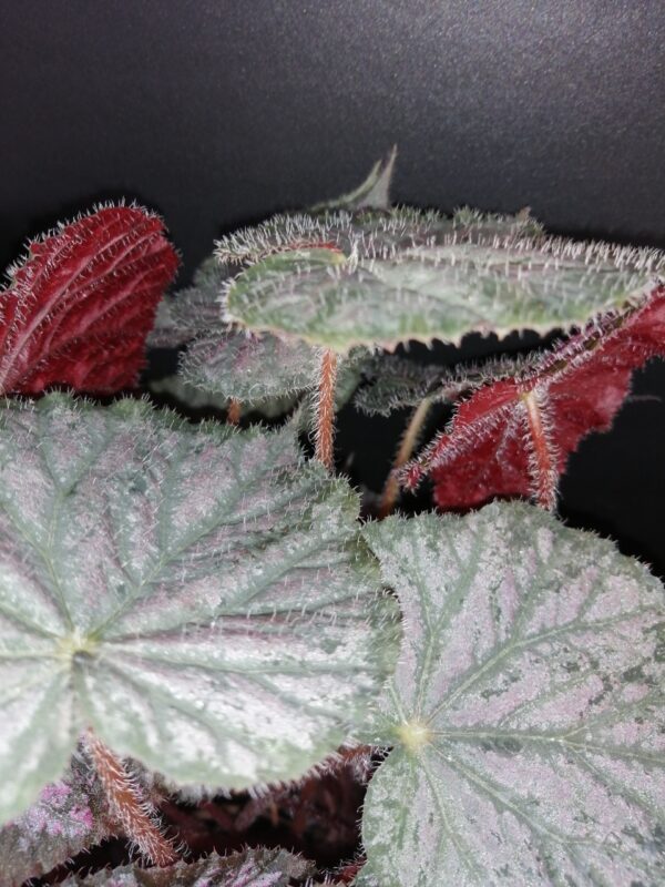 Begonia Passing Storm - immagine 2