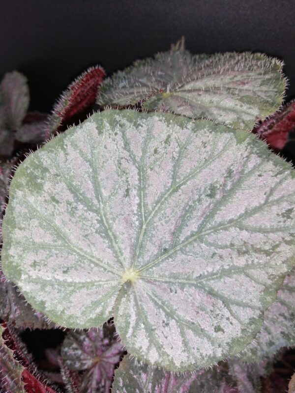 Begonia Passing Storm - immagine 3