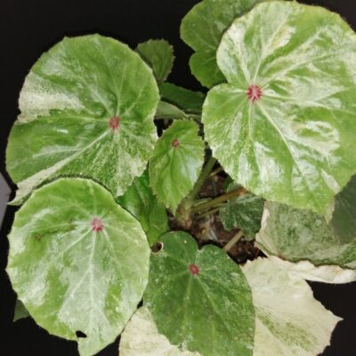 Begonia conchifolia var. rubrimacula  Variegata