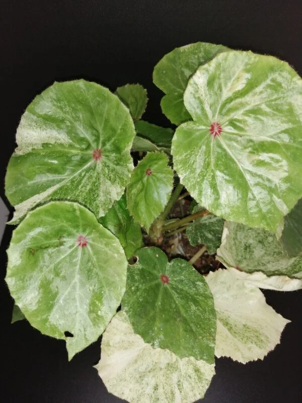 Begonia conchifolia var. rubrimacula Variegata, pianta da interno