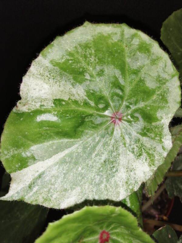 Begonia conchifolia var. rubrimacula  Variegata - immagine 2