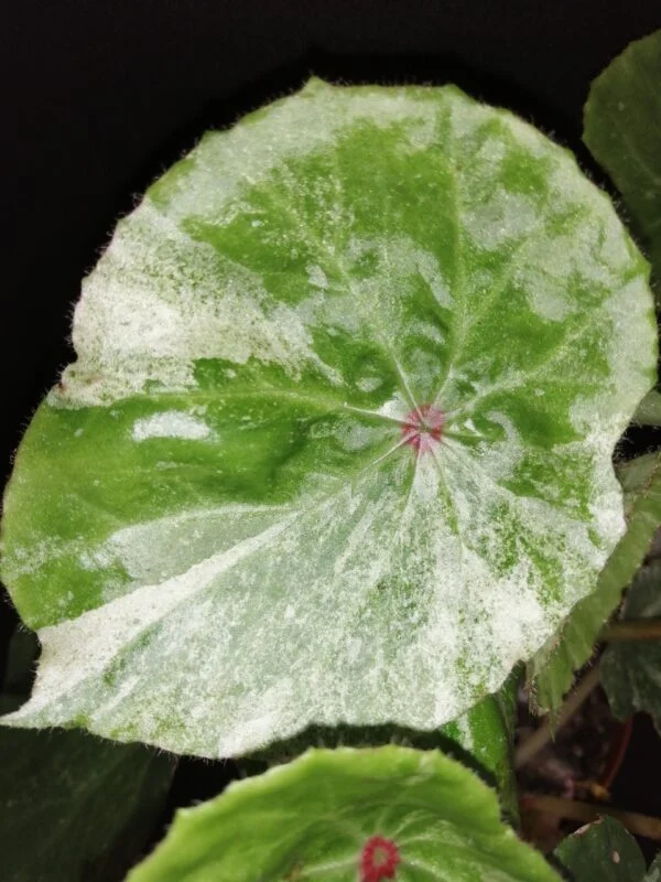 Begonia conchifolia var. rubrimacula Variegata, foto 2