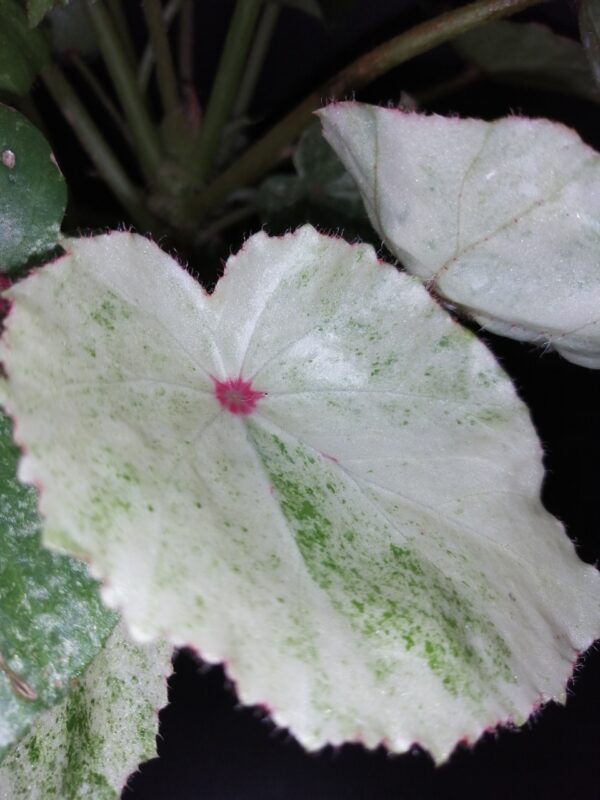 Begonia conchifolia var. rubrimacula  Variegata - immagine 3