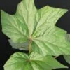 Begonia U442, pianta da interno