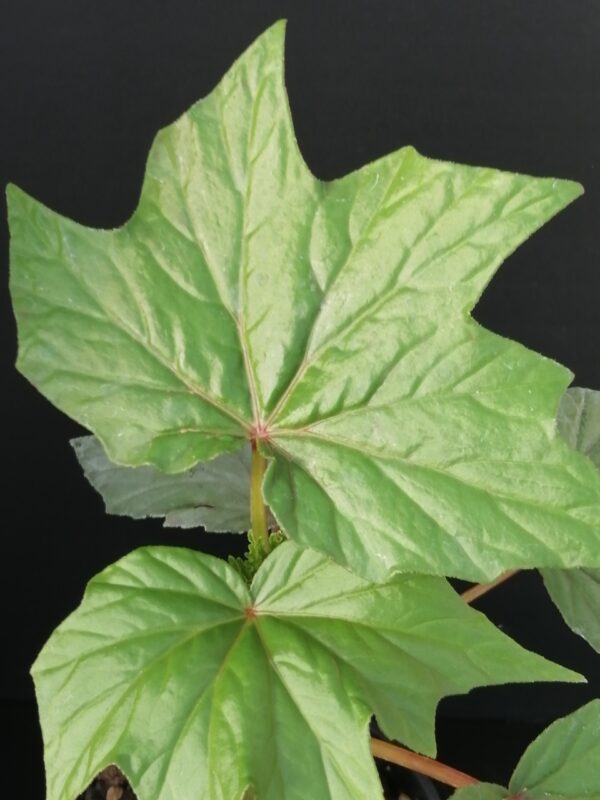 Begonia U442