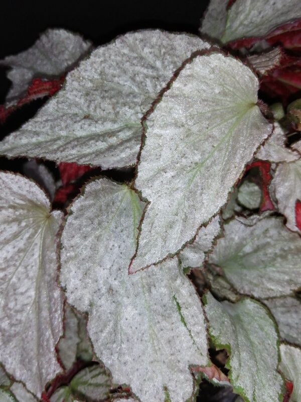 Begonia Two Face - immagine 6