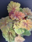 Begonia Amber Love