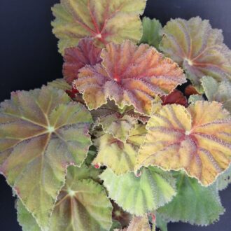 Begonia Amber Love
