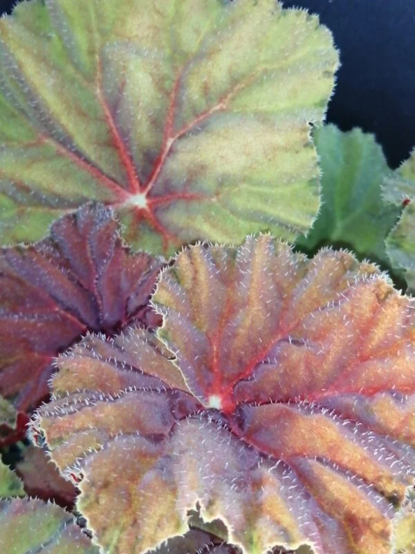 Begonia Amber Love, foto 8