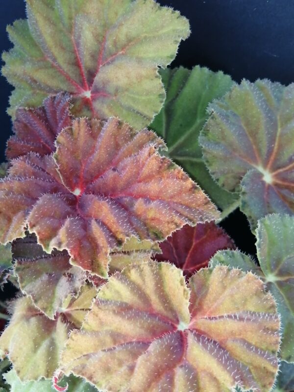 Begonia Amber Love - immagine 9