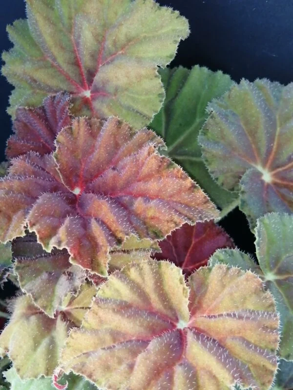 Begonia Amber Love, foto 9