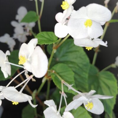 Begonia grandis ssp. evansiana Alba