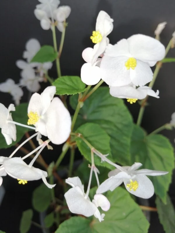 Begonia grandis ssp. evansiana Alba, pianta da esterno