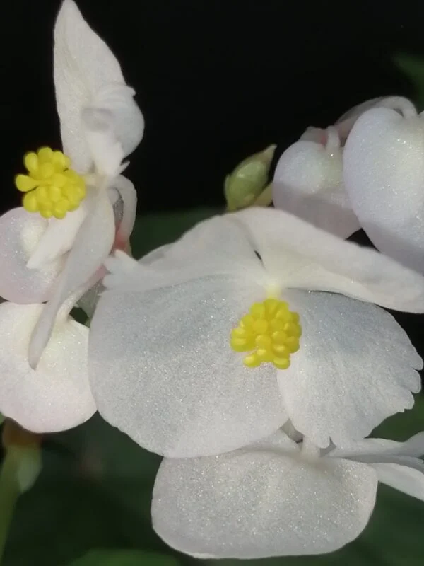 Begonia grandis ssp. evansiana Alba, foto 2