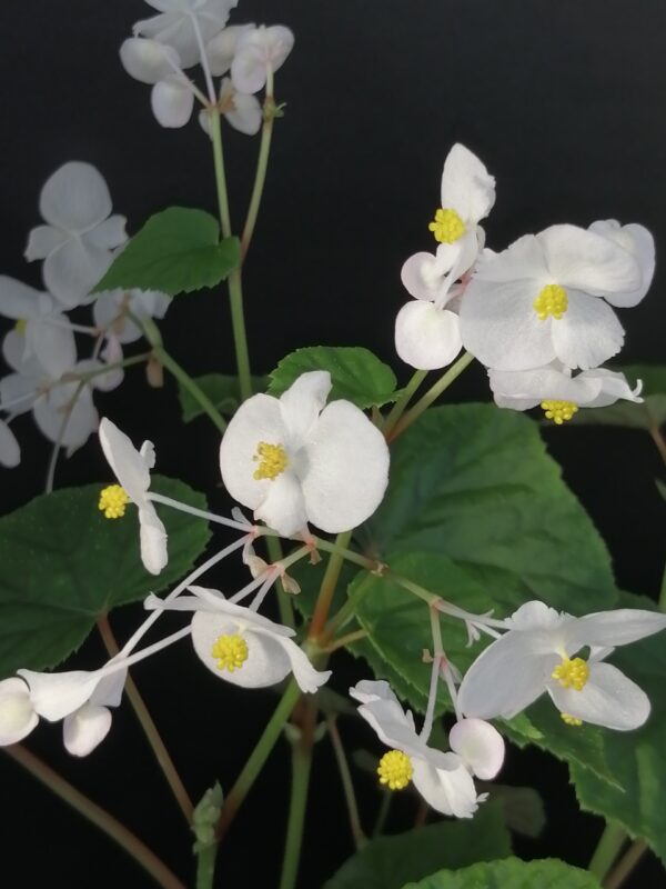 Begonia grandis ssp. evansiana Alba - immagine 3