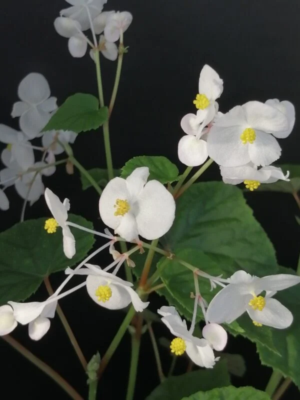 Begonia grandis ssp. evansiana Alba, foto 3