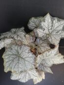 Begonia November Frost