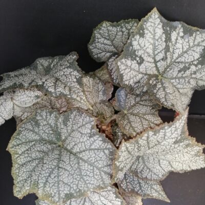 Begonia November Frost